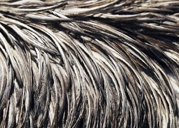 Wet bird feathers texture, animal | Free Photo - rawpixel