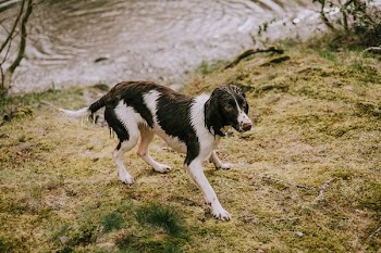 wet black and white dog near body of water