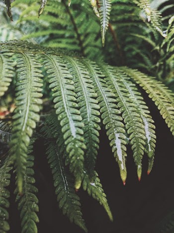 Wet Green Fern Leaves