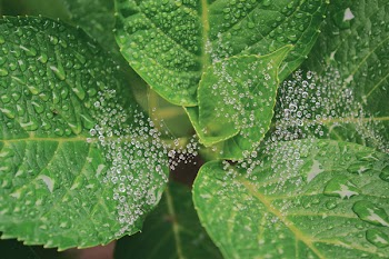 Wet Green Leaves Plant