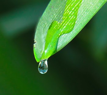 Wet Leaf