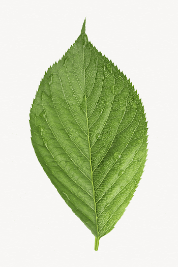 Wet leaf, botanical collage element | Free Photo - rawpixel