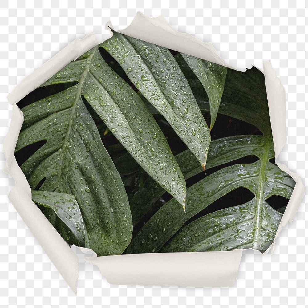 Wet leaf png badge sticker, | Free PNG - rawpixel