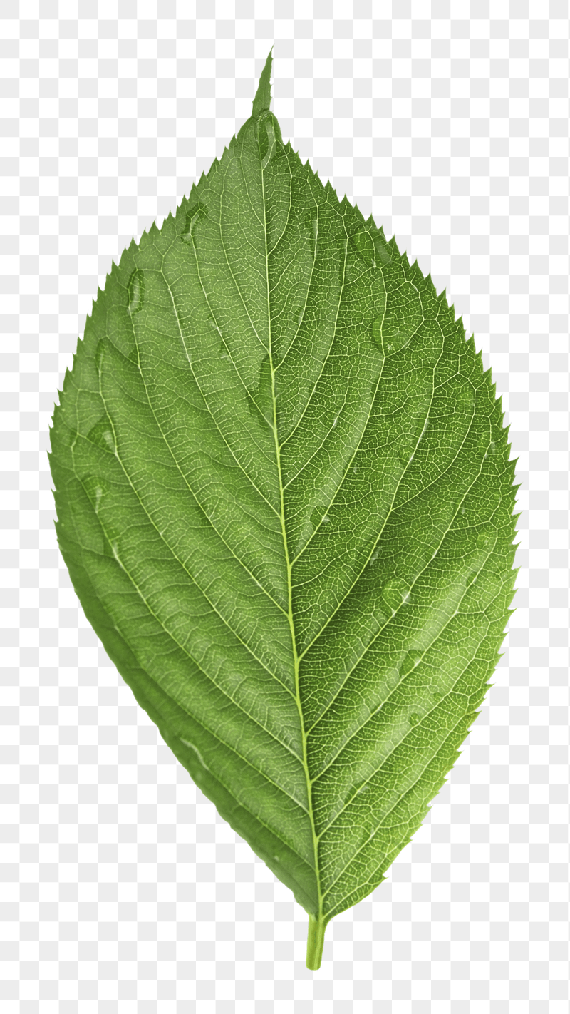 Wet leaf png sticker, transparent | Free PNG - rawpixel