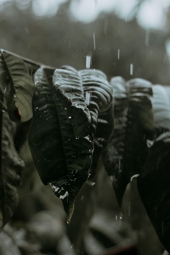 Wet Leaves