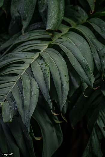 Wet Monstera deliciosa plant leaves in a garden | Free  photo - 2263951