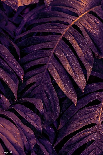 Wet Monstera deliciosa plant leaves in a garden | Free  photo - 2266494