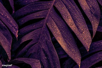 Wet Monstera deliciosa plant leaves in a garden | Free  photo - 2310839