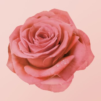 Wet pink rose, flower clipart | Free Photo - rawpixel