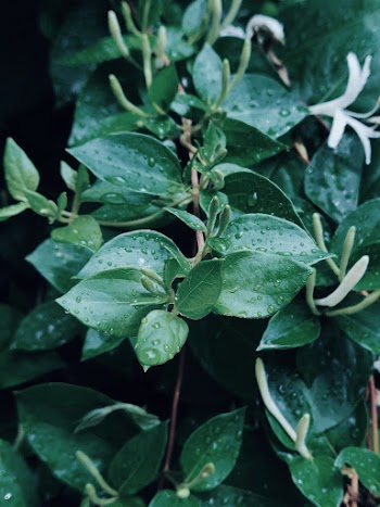 Wet Plant