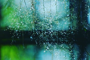 Wet Plants
