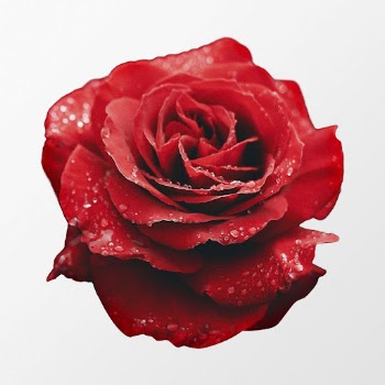 Wet red rose, flower clipart | Free Photo - rawpixel