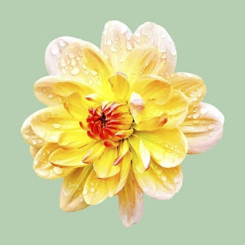 Wet yellow dahlia, flower collage | Free PSD - rawpixel