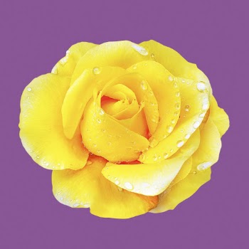 Wet yellow rose, flower clipart | Free Photo - rawpixel