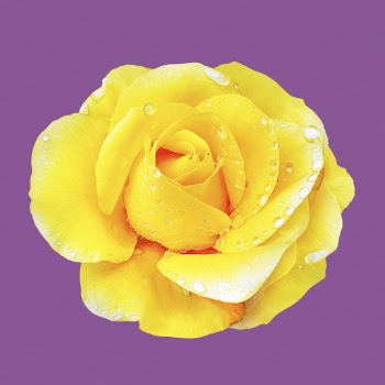 Wet yellow rose, flower collage | Free PSD - rawpixel