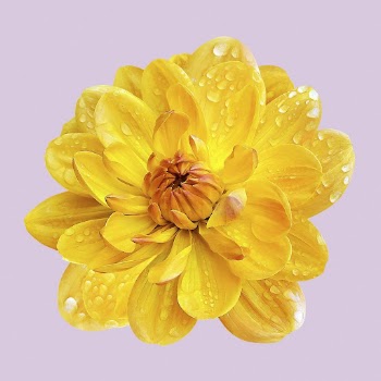 Wet yellow waterlily dahlia, flower | Free Photo - rawpixel