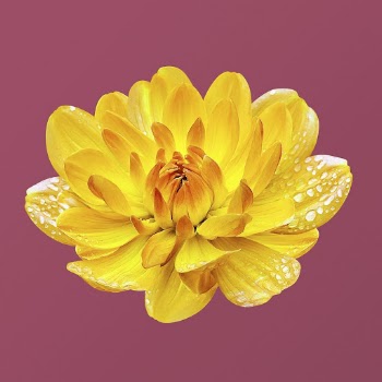 Wet yellow waterlily dahlia, flower | Free PSD - rawpixel