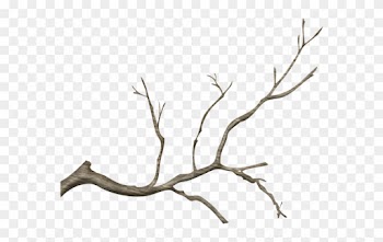 Wg-24 - Real Tree Branch Png