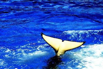 whale_3637.jpg