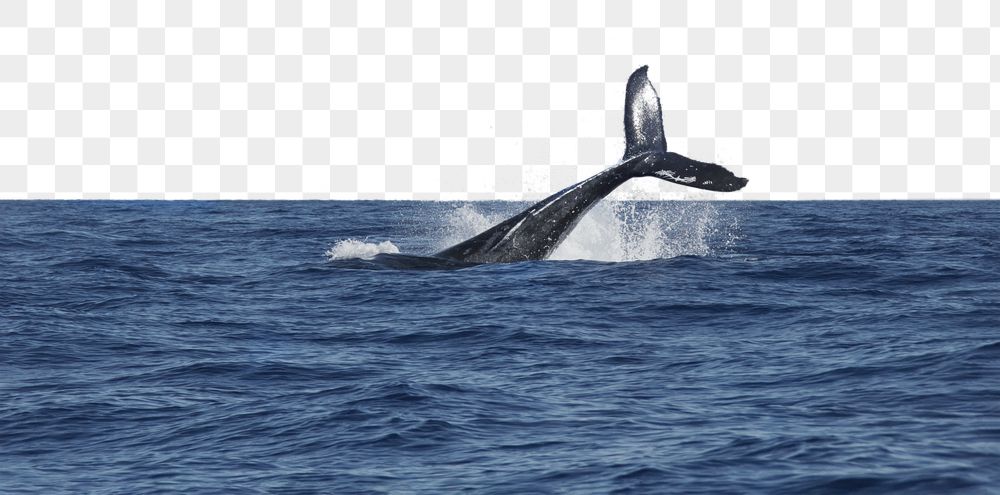 Whale border png, tail splashing | Free PNG - rawpixel