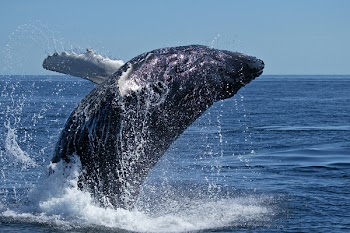 whale_breach.jpg