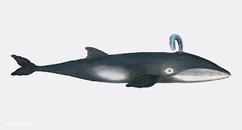 Whale from Natural History Pictures of the Ma.. | Free stock vector - 471530