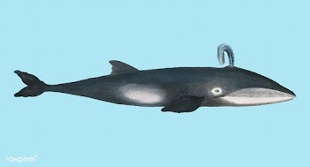 Whale from Natural History Pictures of the Ma.. | Free stock vector - 471535
