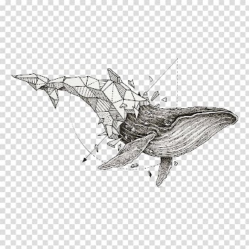 Whale illustration, Geometry Drawing Sketchy Stories: The Sketchbook Art of Kerby Rosanes Geometric shape, whale transparent background PNG clipart