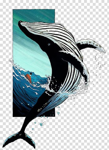 Whale illustration, Sperm whale Drawing Killer whale Illustration, whale transparent background PNG clipart
