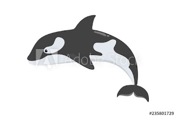 Whale killer of black and white color