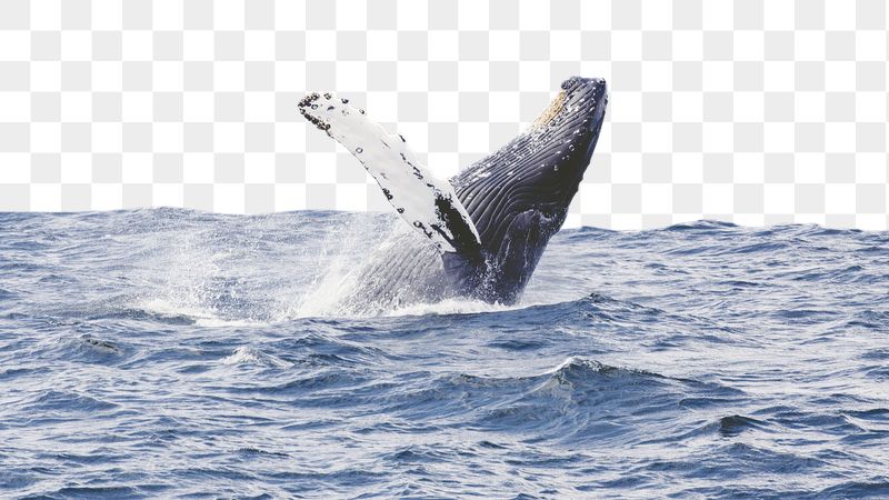 Whale png border sticker, animal, | Free PNG - rawpixel
