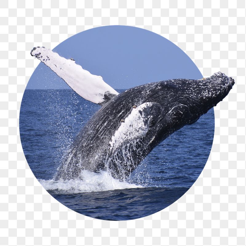 Whale png sticker, mammal animal | Free PNG - rawpixel