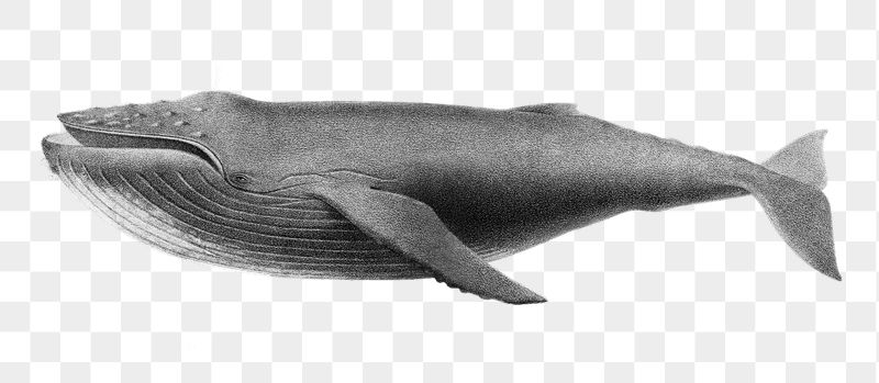 Whale png sticker, sea life | Free PNG - rawpixel