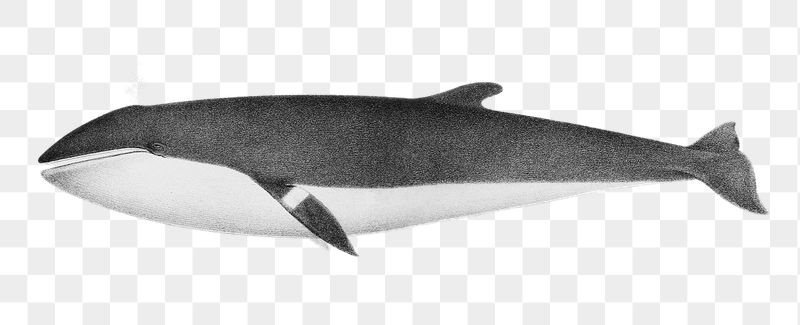 Whale png sticker, sea life | Free PNG - rawpixel