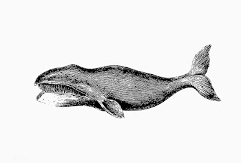 Whale shade drawing | Free stock vector - 562418