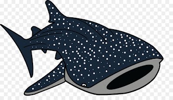 Whale shark Drawing Clip art - cartoon shark 
