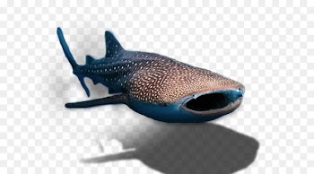 Whale shark Isla Holbox Basking shark - sharks 