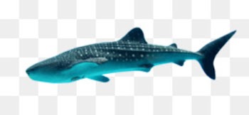 Whale shark - Marine whale shark 