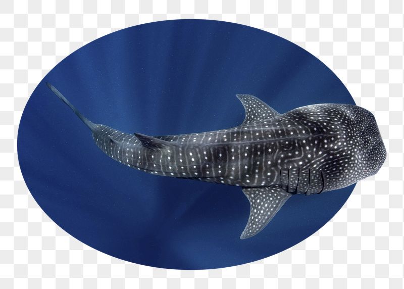 Whale shark png badge sticker, | Free PNG - rawpixel