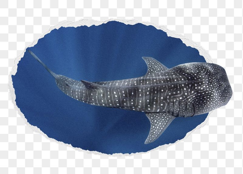 Whale shark png sticker, sea | Free PNG - rawpixel