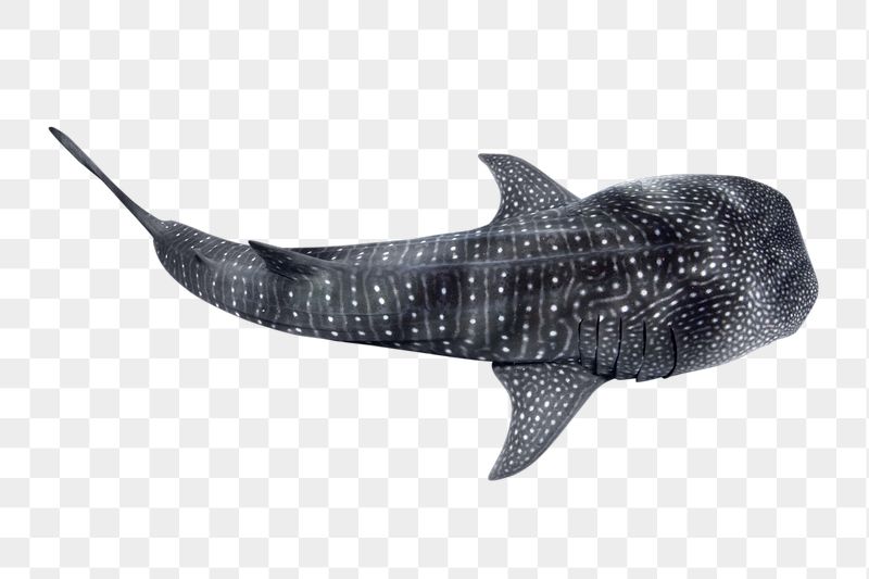 Whale shark png sticker, sea | Free PNG - rawpixel