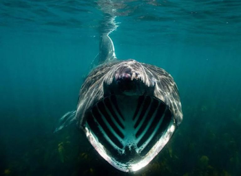 Whale shark's open mouth- truly terrifying : natureismetal