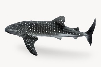 Whale shark, sea animal isolated | Free Photo - rawpixel