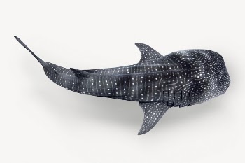 Whale shark sticker, sea animal | Free PSD - rawpixel