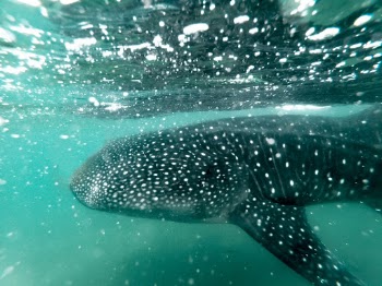 Whale Shark Underwater
