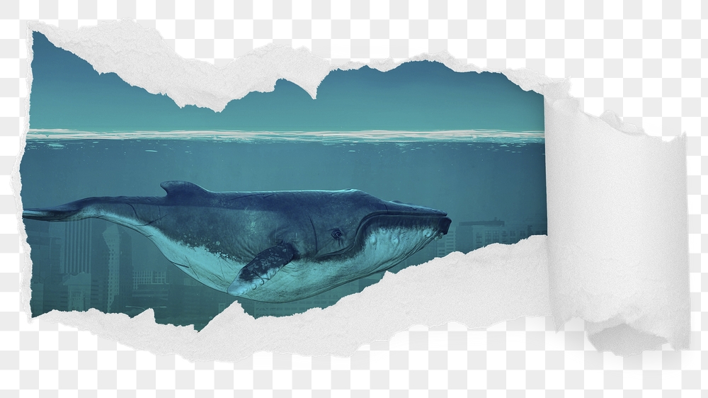 Whale swimming png ocean ripped | Free PNG - rawpixel
