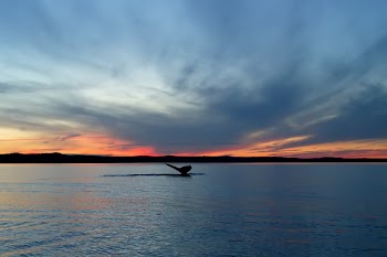 whale_tail_sunset.jpg