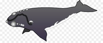 Whales, Cetaceans, Killer Whale, Whale, Sperm Whale PNG
