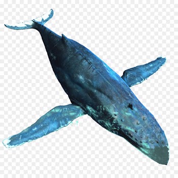 Whales, Humpback Whale, Beluga Whale, Cetacea, Marine Mammal PNG