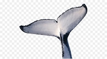 Whales Portable Network Graphics Image Cetaceans Humpback whale - fishtail ornament 